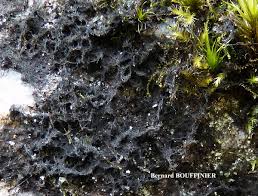 Attēlu rezultāti vaicājumam “Cystocoleus ebeneus”