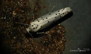 Attēlu rezultāti vaicājumam “Yponomeuta malinellus / cagnagella”