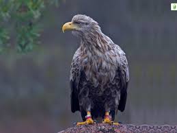 Attēlu rezultāti vaicājumam “Haliaeetus albicilla adult”