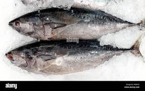 Image result for Katsuwonus pelamis