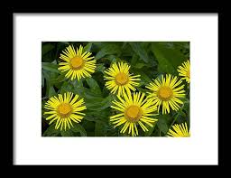 Attēlu rezultāti vaicājumam “Inula salicina flower”