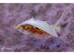Image result for Limulus polyphemus