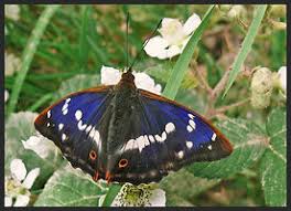 Attēlu rezultāti vaicājumam “Apatura iris underside”