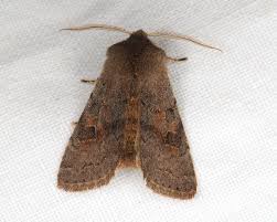 Attēlu rezultāti vaicājumam “Orthosia populeti”