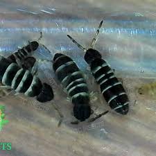 Attēlu rezultāti vaicājumam “Orchesella sp.”