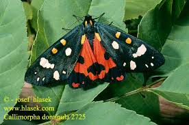 Attēlu rezultāti vaicājumam “Callimorpha dominula imago”