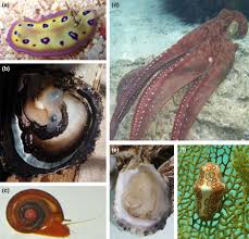 Attēlu rezultāti vaicājumam “Mollusca”