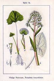 Image result for Petasites officinalis