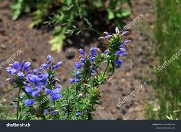 Attēlu rezultāti vaicājumam “Dracocephalum ruyschiana”