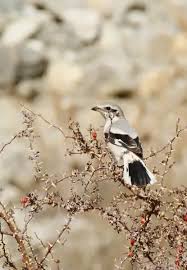 Attēlu rezultāti vaicājumam “Lanius excubitor adult”