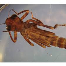 Attēlu rezultāti vaicājumam “Coenagrionidae”