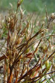 Attēlu rezultāti vaicājumam “Juncus nastanthus”