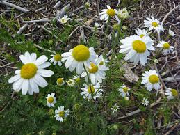 Attēlu rezultāti vaicājumam “Tripleurospermum inodorum flower”