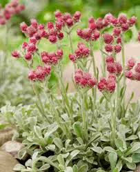 Attēlu rezultāti vaicājumam “Antennaria dioica fruit”