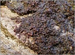 Attēlu rezultāti vaicājumam “Frullania tamarisci macro”