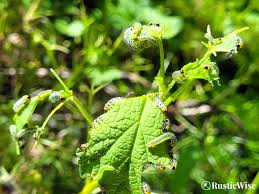 Attēlu rezultāti vaicājumam “Nematus ribesii larva”