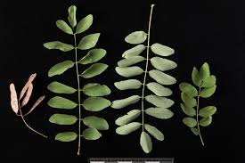 Attēlu rezultāti vaicājumam “Robinia pseudoacacia leaf”