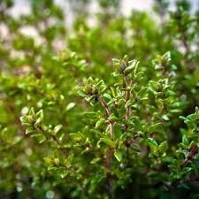 Attēlu rezultāti vaicājumam “Thymus vulgaris leaf”