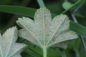 Attēlu rezultāti vaicājumam “Trachyspora intrusa”