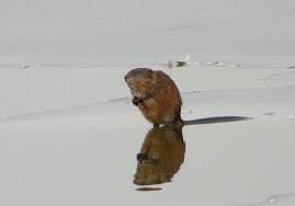 Attēlu rezultāti vaicājumam “Ondatra zibethicus”