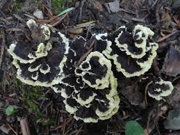 Attēlu rezultāti vaicājumam “Hydnellum sp.”