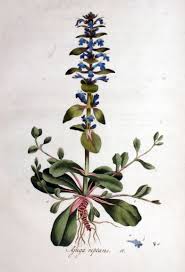 Image result for Ajuga reptans