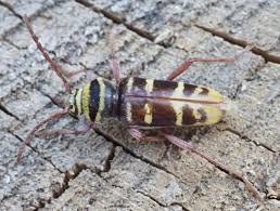 Attēlu rezultāti vaicājumam “Plagionotus detritus”