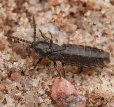 Attēlu rezultāti vaicājumam “Phosphaenus hemipterus male”