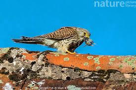 Attēlu rezultāti vaicājumam “Falco tinnunculus”