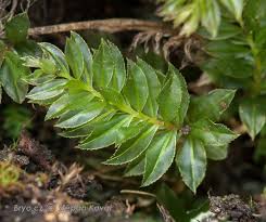 Attēlu rezultāti vaicājumam “Mnium lycopodioides”