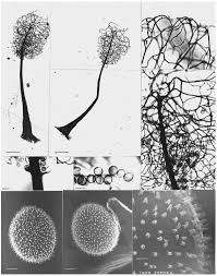 Attēlu rezultāti vaicājumam “Stemonitopsis amoena stalked”