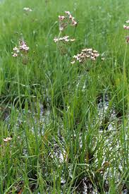 Attēlu rezultāti vaicājumam “Butomus umbellatus fruit”