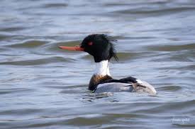 Attēlu rezultāti vaicājumam “Mergus serrator”