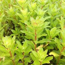 Attēlu rezultāti vaicājumam “Sedum aizoon”