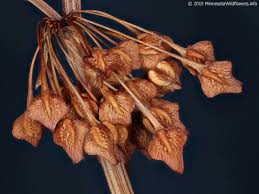 Attēlu rezultāti vaicājumam “Rumex aquaticus fruit”