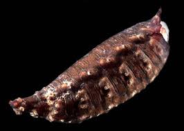 Attēlu rezultāti vaicājumam “Sciomyzidae”