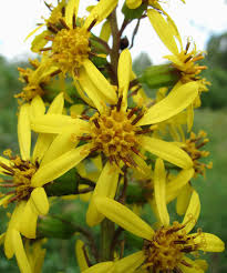 Attēlu rezultāti vaicājumam “Ligularia sibirica”