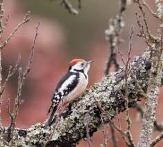 Attēlu rezultāti vaicājumam “Jodis putata”