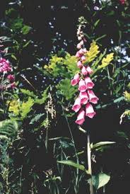 Image result for Fingerhut rot