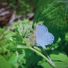 Attēlu rezultāti vaicājumam “Anacampsis blatariella”
