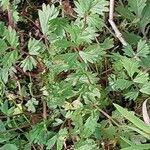 Attēlu rezultāti vaicājumam “Potentilla supina”