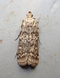 Attēlu rezultāti vaicājumam “Dioryctria abietella”