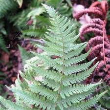 Attēlu rezultāti vaicājumam “Dryopteris cristata”