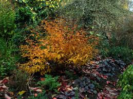 Attēlu rezultāti vaicājumam “Gillenia trifoliata”