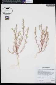 Attēlu rezultāti vaicājumam “Corispermum hyssopifolium”