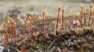 Attēlu rezultāti vaicājumam “Polytrichum piliferum sporophyte”