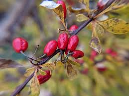Attēlu rezultāti vaicājumam “Berberis thunbergii fruit”