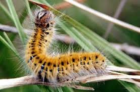 Attēlu rezultāti vaicājumam “Lasiocampa trifolii male”