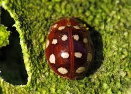 Attēlu rezultāti vaicājumam “Calvia quatuordecimguttata”