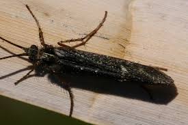 Attēlu rezultāti vaicājumam “Phryganeidae”